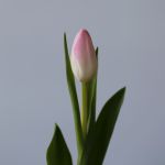 Memphis Single Tulips