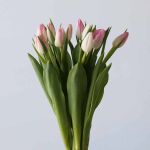Memphis Single Tulips