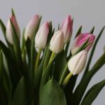 Memphis Single Tulips