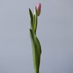 Memphis Single Tulips
