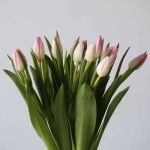 Memphis Single Tulips