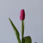 Milkshake Single Tulips
