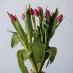 Milkshake Single Tulips