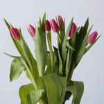 Milkshake Single Tulips
