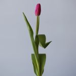 Milkshake Single Tulips