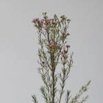 Wax Flower Pink (Bulk DIY)