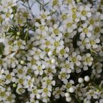 White Chamelaucium (Waxflowers) (Bulk DIY)