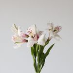 Alstroemeria Himalaya White Perfection (Bulk DIY)