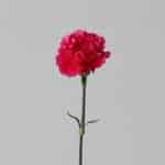 Fuschia Carnations  (Bulk DIY)