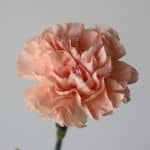 Peach Carnations (Bulk DIY)