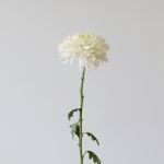 White Cremon Disbud Chrysanthemums (Bulk DIY)