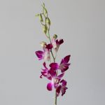 Ceasar Pink Dendobrium Orchids (Bulk DIY)