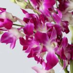 Ceasar Pink Dendobrium Orchids (Bulk DIY)