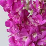 Pink Dendobrium Orchids (Bulk DIY)