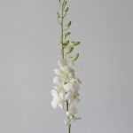 White Dandobrium Orchids (Bulk DIY)
