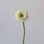 Gerpoms White (Bulk DIY)