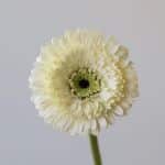 Gerpoms White (Bulk DIY)