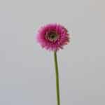 Gerpoms Pluck (Bulk DIY)
