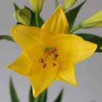 Yellow LA Asiatic Lily (Bulk DIY)
