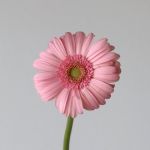 Mini Gerbera Bellita (Bulk DIY)