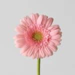 Mini Gerbera Juna (Bulk DIY)