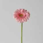 Mini Gerbera Juna (Bulk DIY)