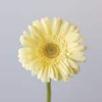 Mini Gerbera Milady (Bulk DIY)