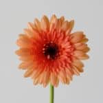 Mini Gerbera Oreo (Bulk DIY)