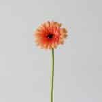 Mini Gerbera Oreo (Bulk DIY)