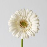 Mini Gerbera White Star (Bulk DIY)