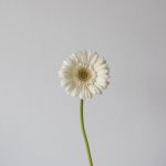Mini Gerbera White Star (Bulk DIY)