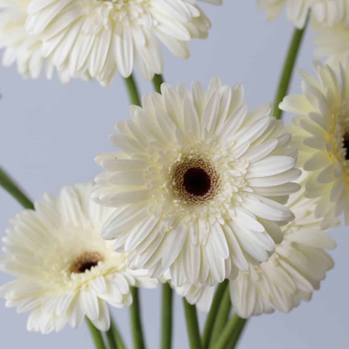 Snow King Gerbera cluster Le Bouquet Montreal