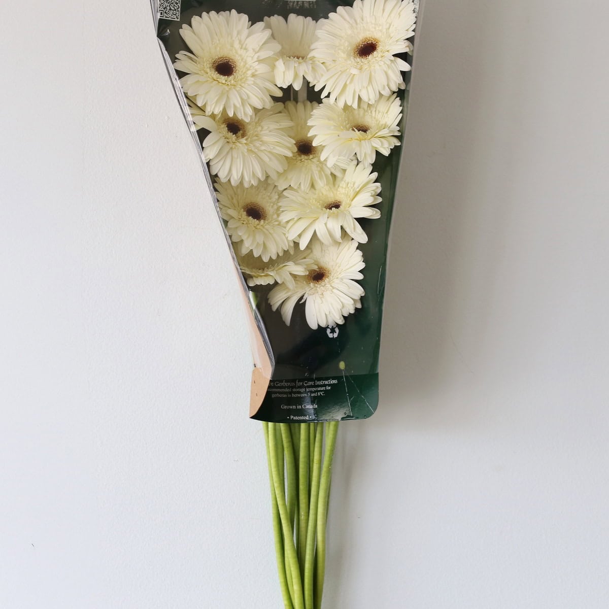 Snow King Gerbera packed