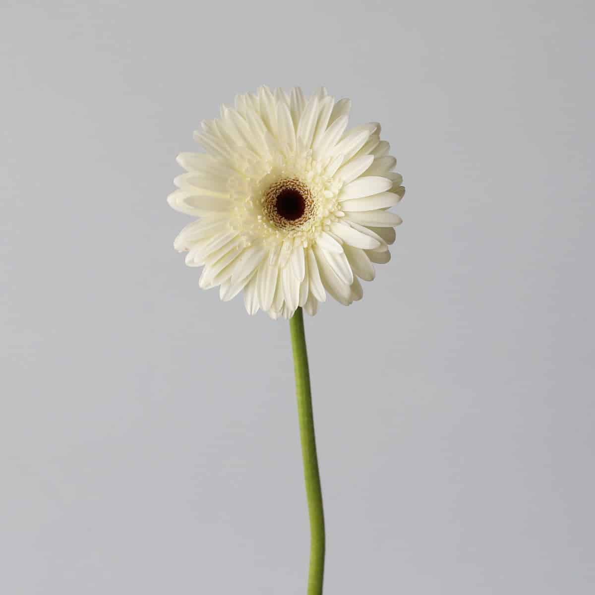 Snow King Gerbera Single