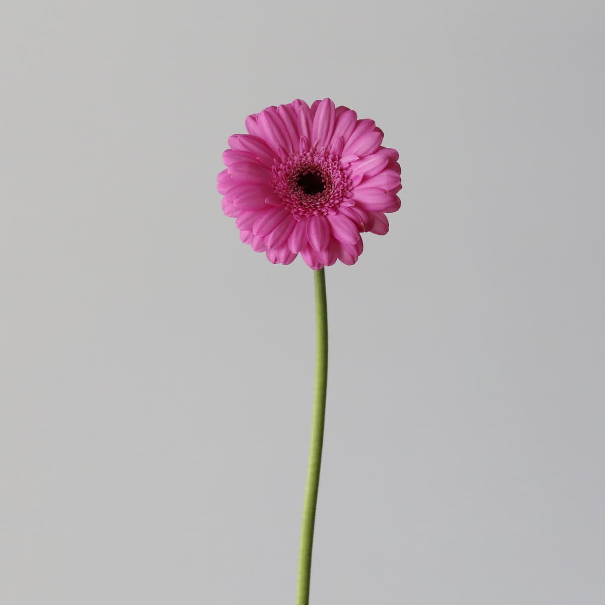 Mini Gerbera Dolcetto Bulk