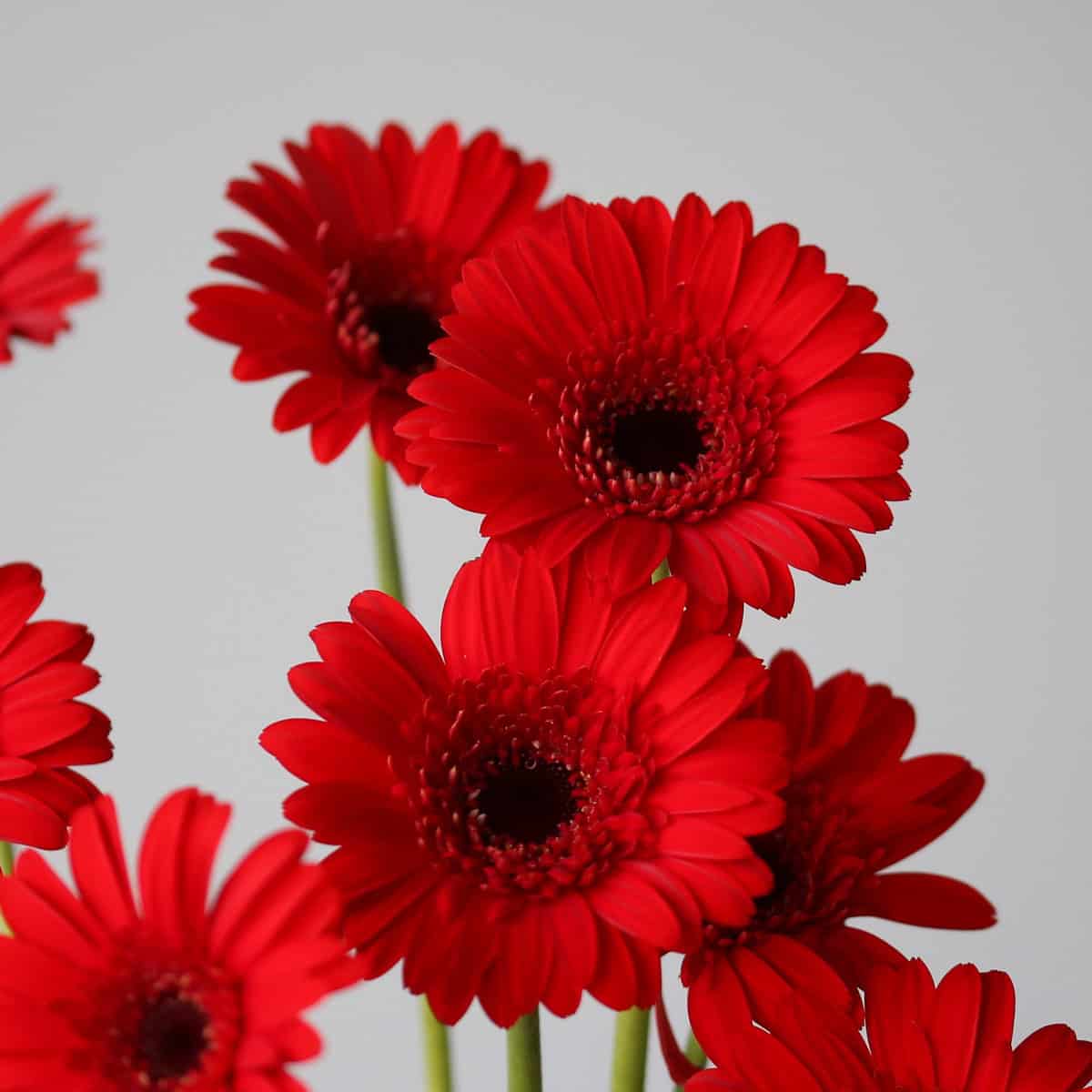Mini Gerbera Vuelta Bulk