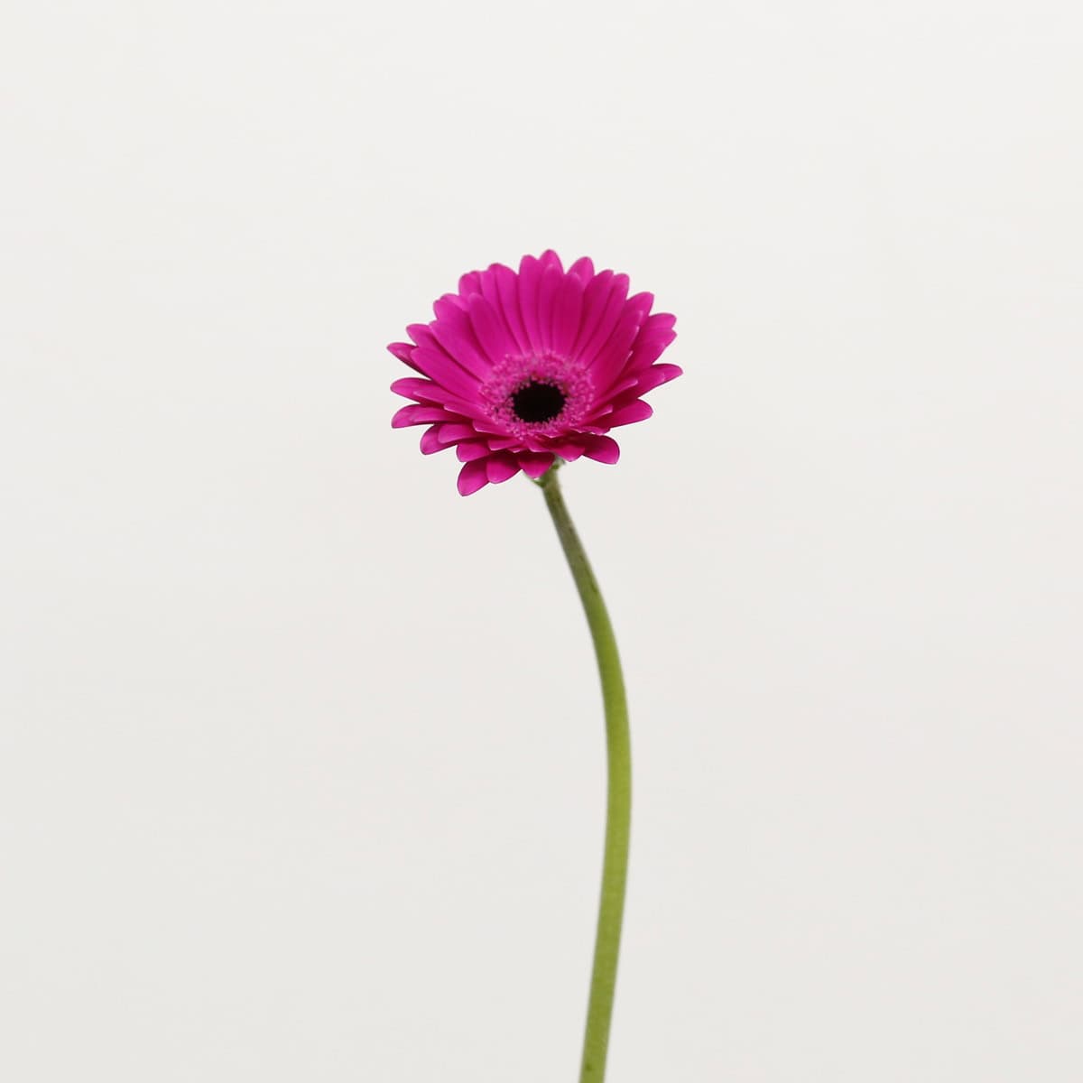 Mini Gerbera Anna Bulk Flowers
