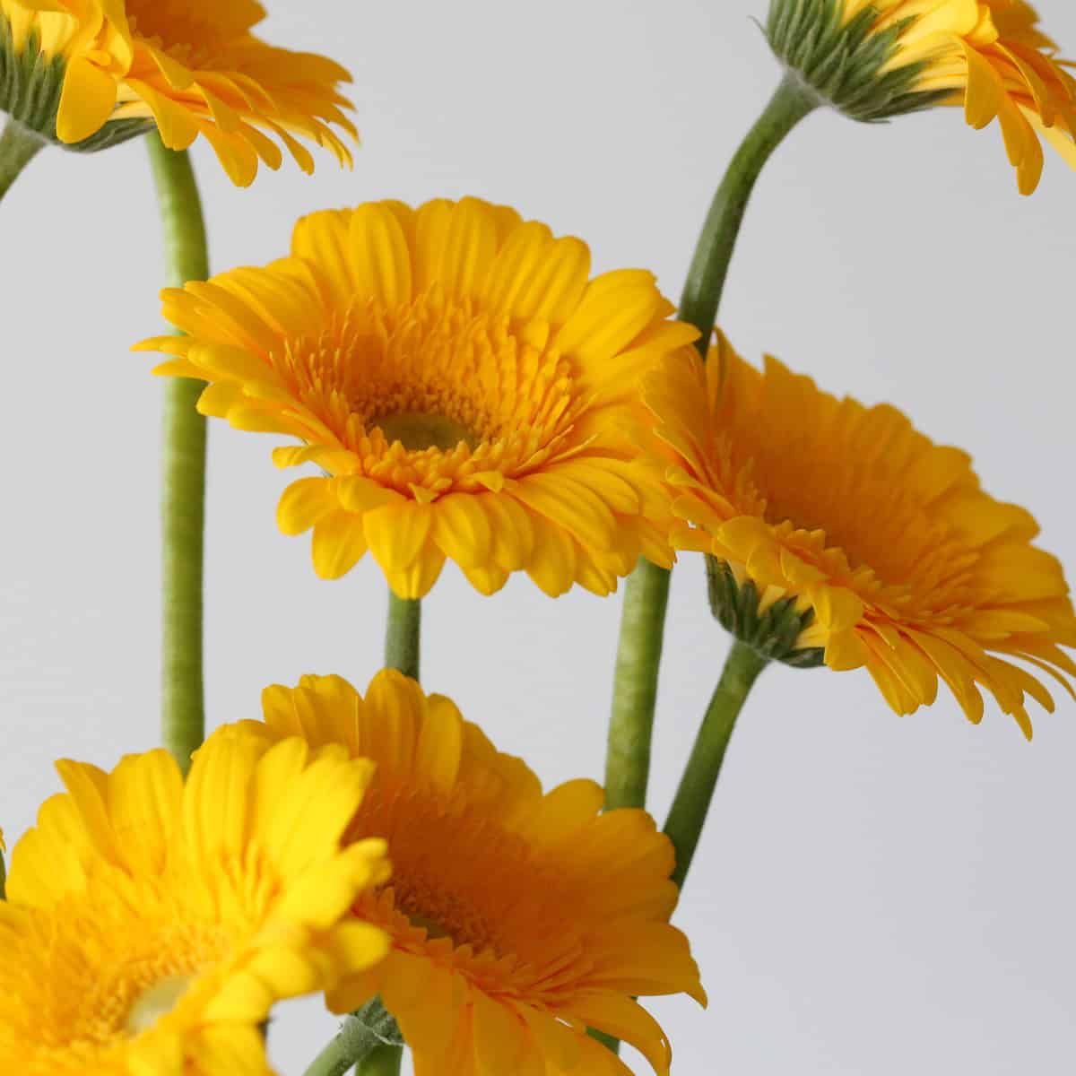 Mini Gerbera Astron