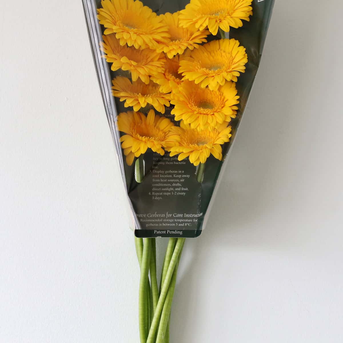 Mini Gerbera Astron