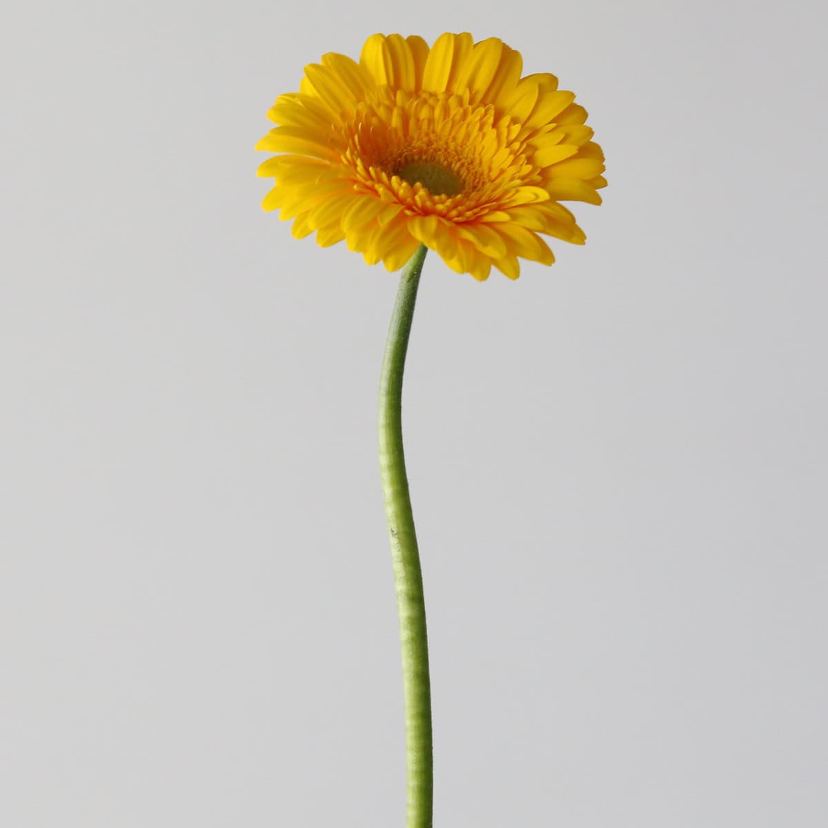 Mini Gerbera Astron