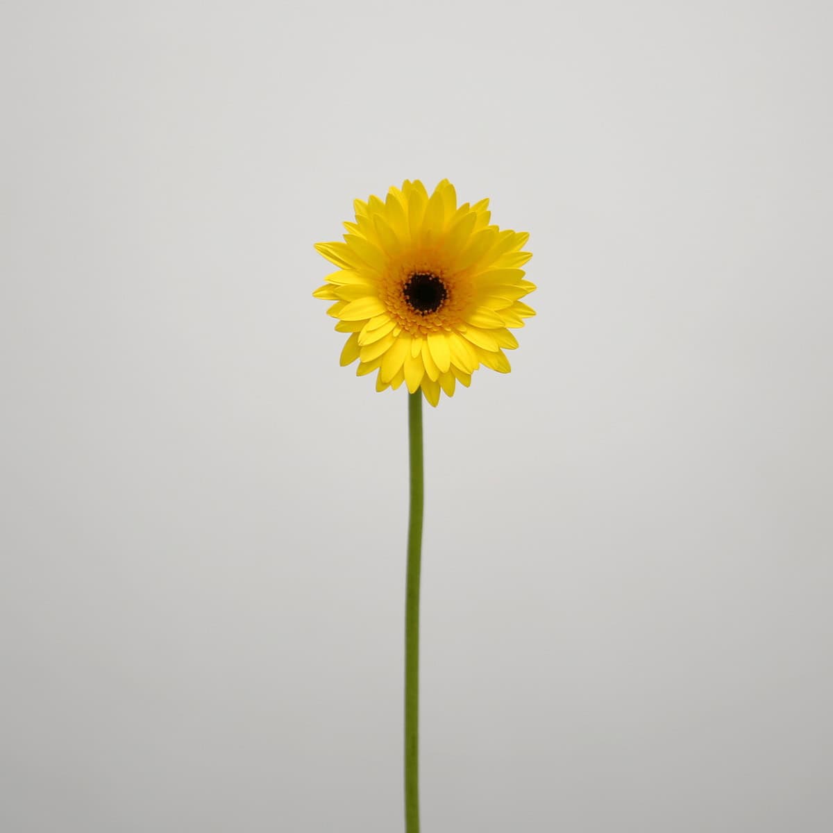 Mini Gerbera Bravia