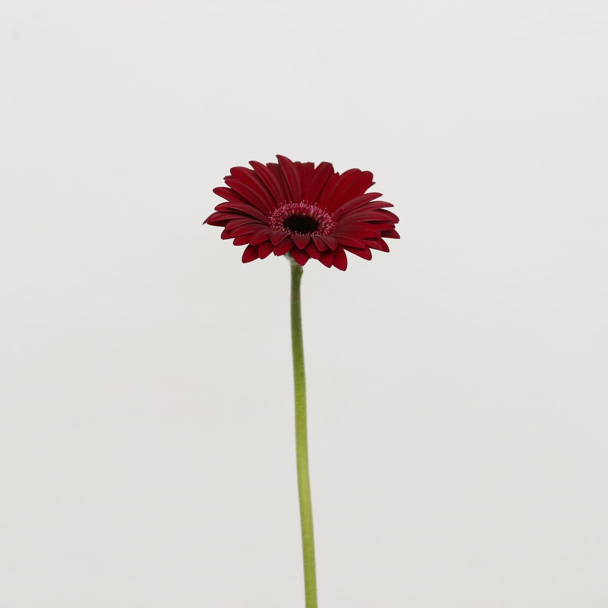 Mini Gerbera Black Tie Bulk Flowers