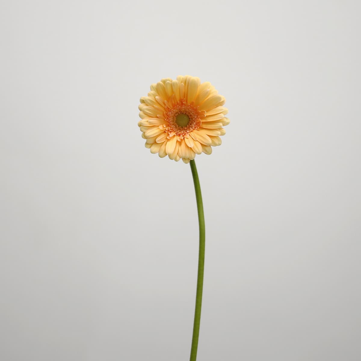 Mini Gerbera Larissa
