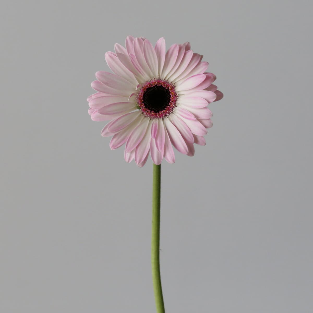Mini Gerbera Lollipop