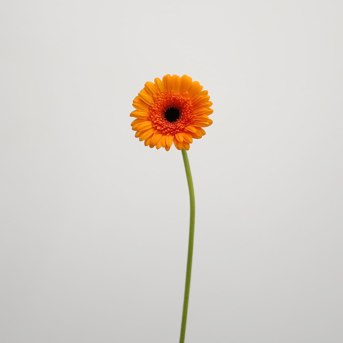 Mini Gerbera Madison