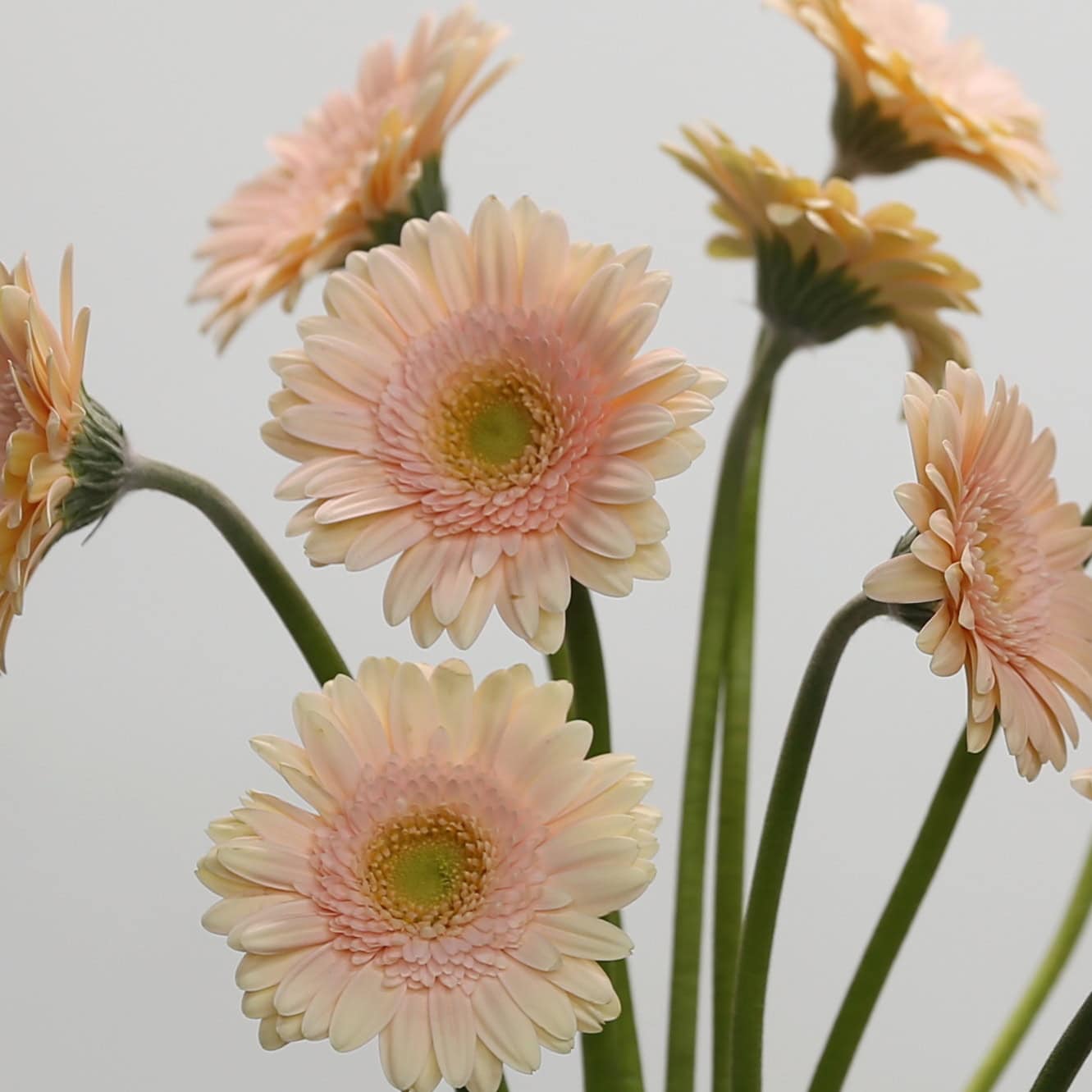 Mini Gerbera Pelican