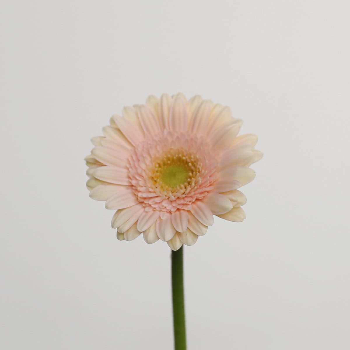 Mini Gerbera Pelican (Bulk DIY)