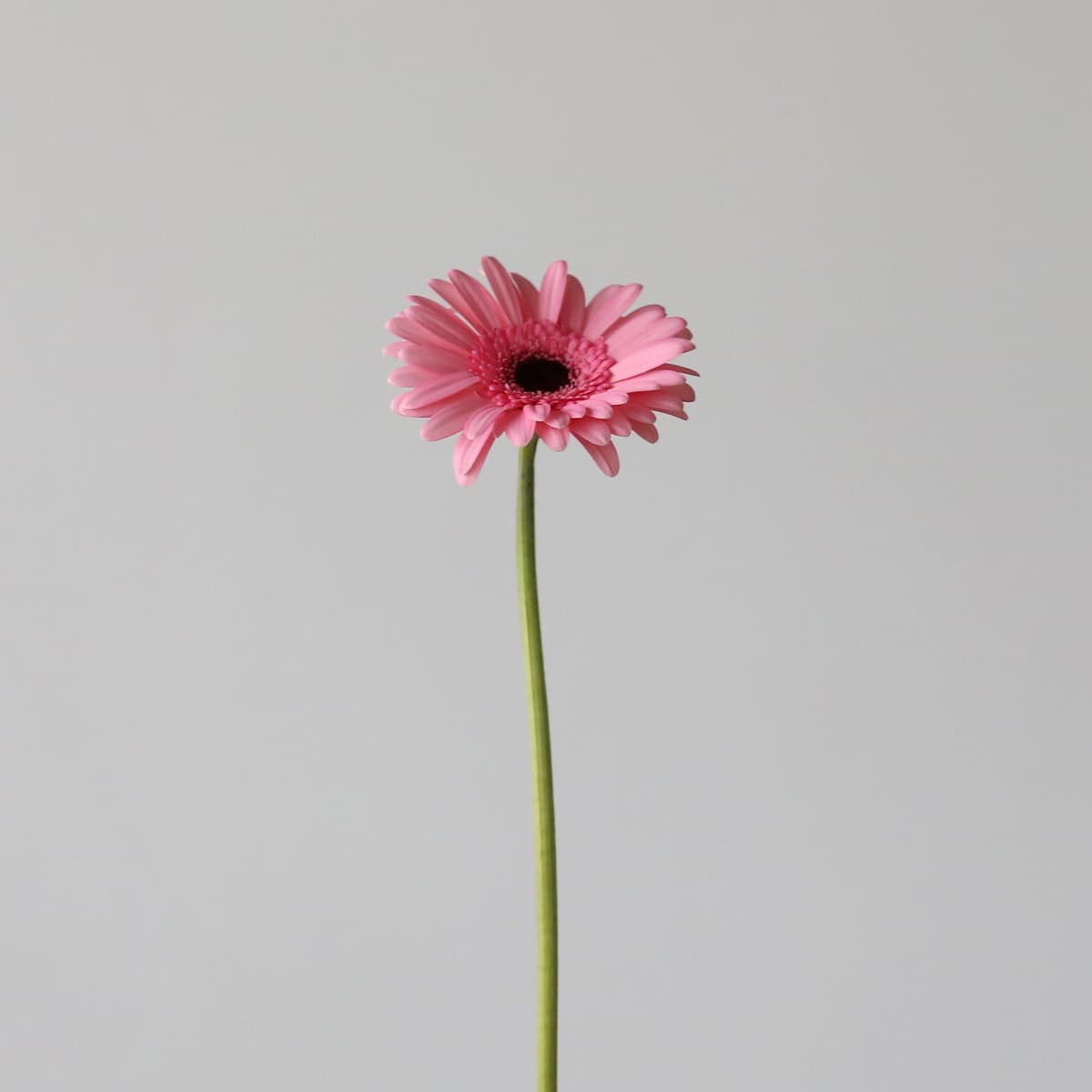 Mini Gerbera Smart