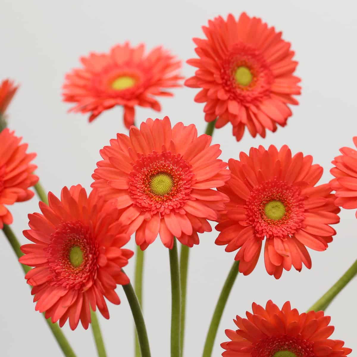 Mini Gerbera Time Out