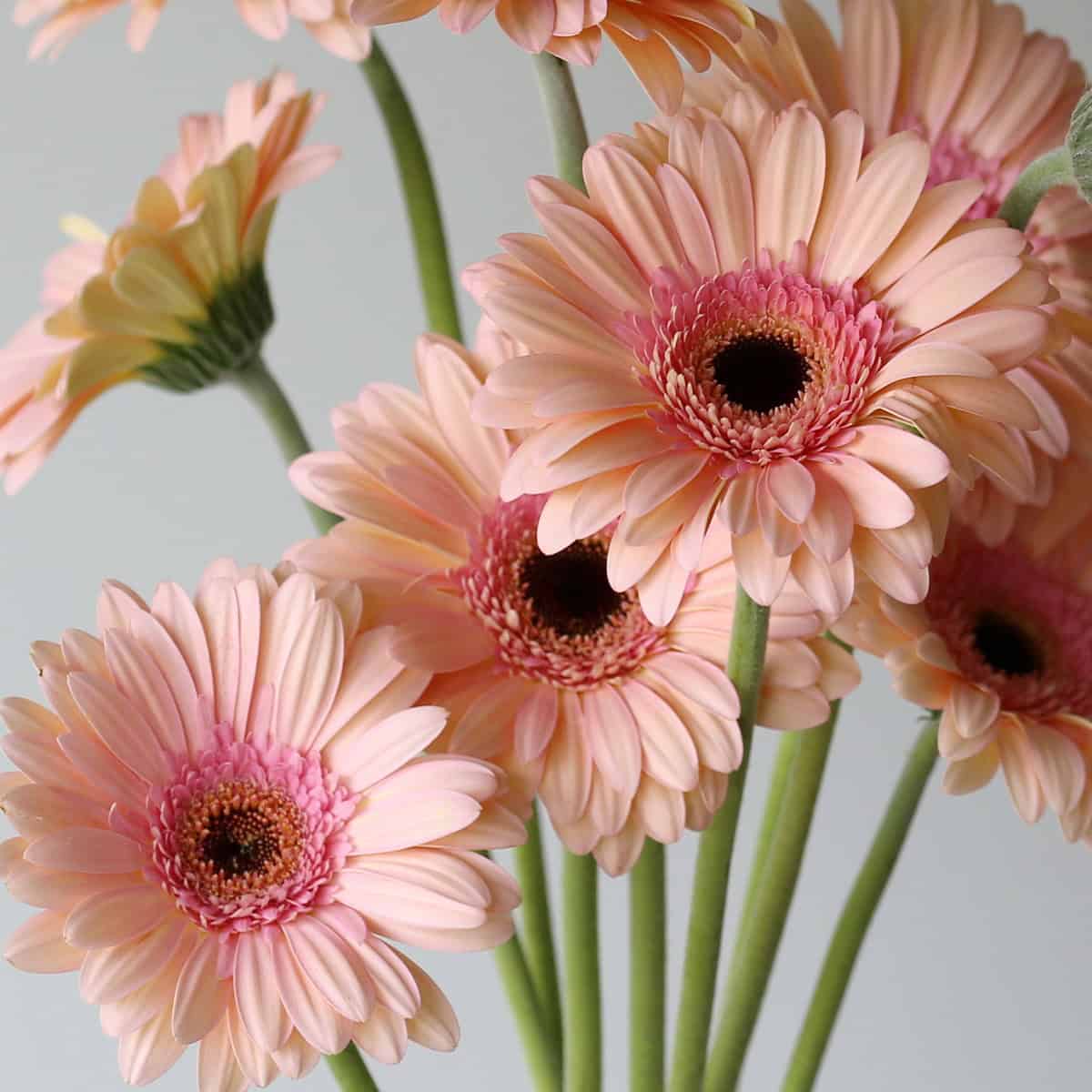 Gerbera Alliance pink